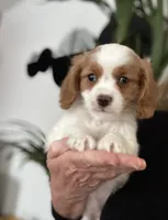 processed/a3048a5a-dd71-4f69-8a88-2794975825bf/listing/8089b341-0c11-4677-9650-931f698f3fd3/c17f44bc-d731-4a9f-a353-c40ba6ff59a4