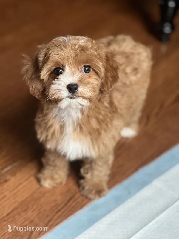 Nellie – Cavapoo puppy for sale in Gurnee, IL