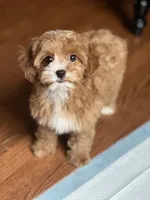 Nellie, a female Cavapoo for sale in Gurnee, IL – 1 of 5