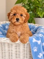 Mac, a male Cavapoo for sale in Gurnee, IL – 1 of 1