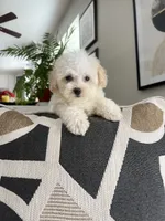 Mia, a female Maltipoo for sale in Gurnee, IL – 3 of 4