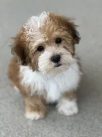 Jack, a male Havapoo for sale in Gurnee, IL – 4 of 4