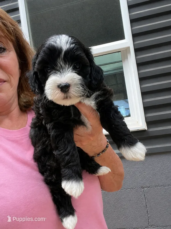 Rain – Havapoo puppy for sale in Gurnee, IL