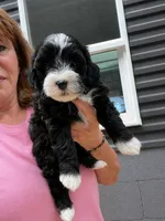 Rain, a female Havapoo for sale in Gurnee, IL – 1 of 5