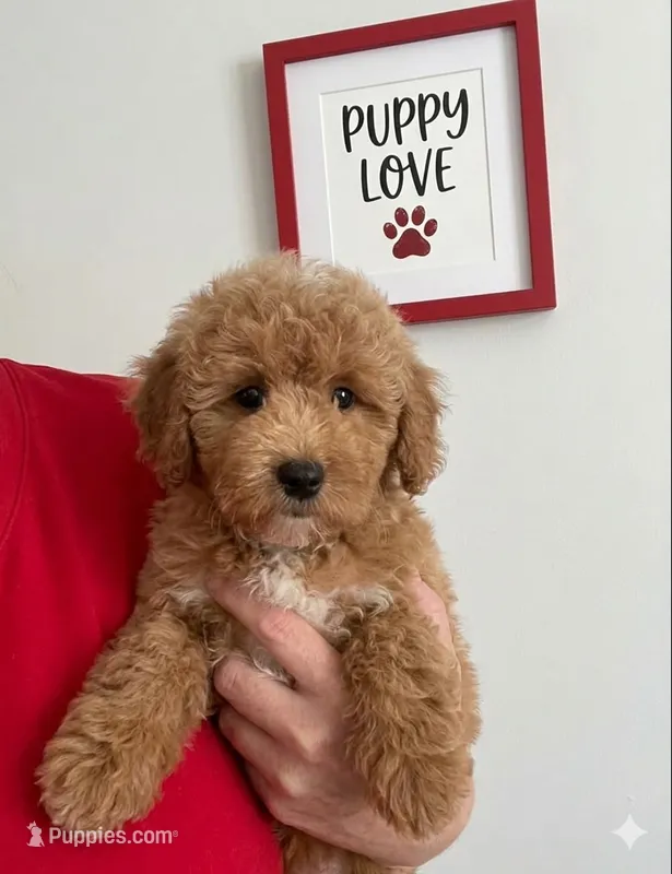 Gina – Miniature Goldendoodle puppy for sale in Gurnee, IL