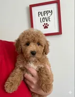 Gina, a female Miniature Goldendoodle for sale in Gurnee, IL – 1 of 3