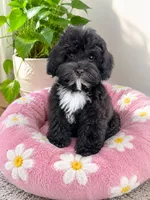 Luna, a female Havapoo for sale in Gurnee, IL – 1 of 1