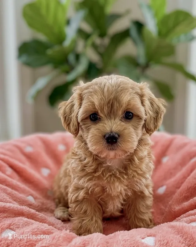 Daisy  – Shihpoo puppy for sale in Gurnee, IL