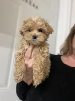 Maizey, a female Maltipoo for sale in Gurnee, IL – Photo 3 of 3