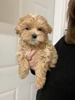 Maizey, a female Maltipoo for sale in Gurnee, IL – Photo 2 of 3