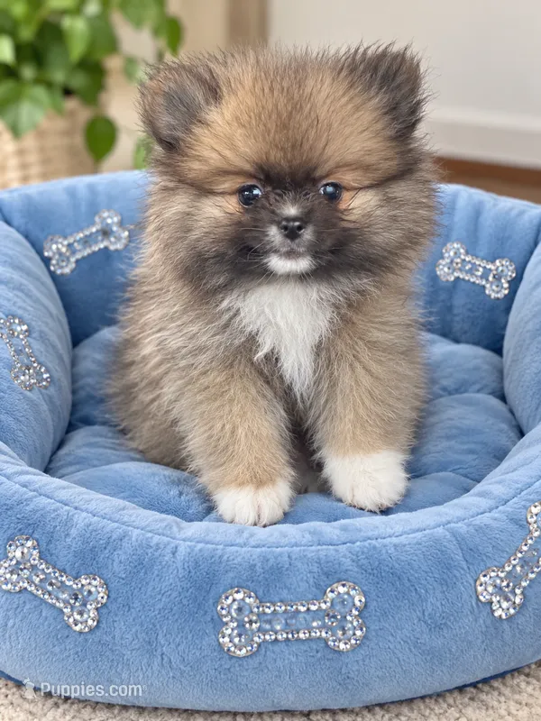 Tiny Boy – Pomeranian puppy for sale in Gurnee, IL