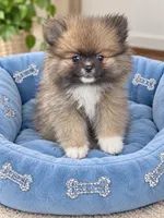 Tiny Boy, a male Pomeranian for sale in Gurnee, IL – 1 of 1