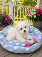 Tea Cup Timmy, a male Maltese for sale in Gurnee, IL – 1 of 2