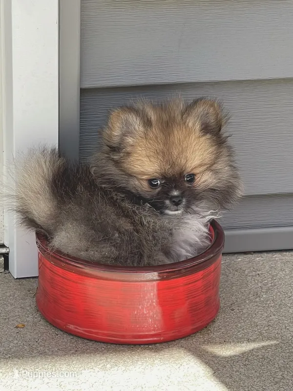 Tiny Boy – Pomeranian puppy for sale in Gurnee, IL