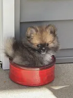 Tiny Boy, a male Pomeranian for sale in Gurnee, IL – 1 of 5