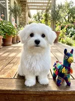 Remie NO TEAR STAINS!, a male Maltese for sale in Gurnee, IL – 1 of 2