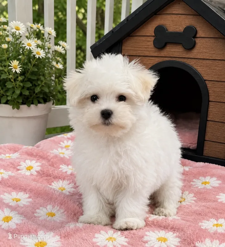 Evie – Maltese puppy for sale in Gurnee, IL