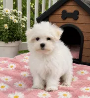 Evie, a female Maltese for sale in Gurnee, IL – 1 of 3