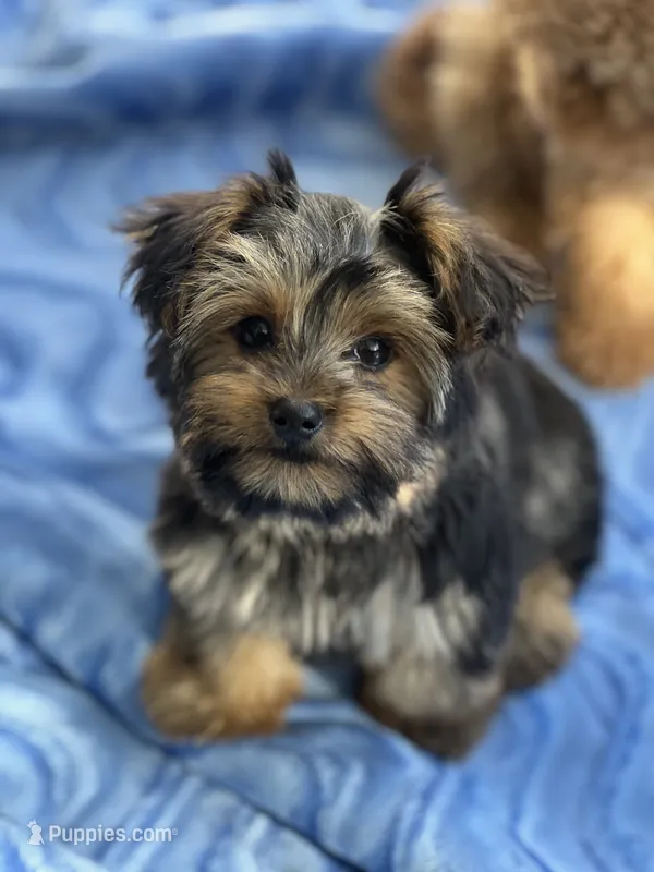 Tessa – Yorkshire Terrier puppy for sale in Gurnee, IL