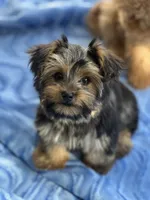 Tessa, a female Yorkshire Terrier for sale in Gurnee, IL – 1 of 5