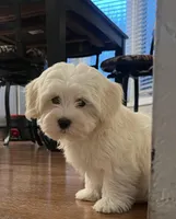 Sawyer, a male Havamalt for sale in Gurnee, IL – Photo 1 of 3