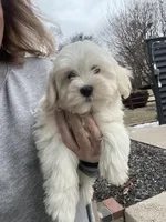 Sawyer, a male Havamalt for sale in Gurnee, IL – Photo 3 of 3