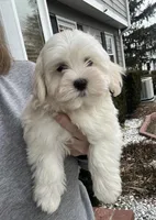 Sawyer, a male Havamalt for sale in Gurnee, IL – Photo 2 of 3