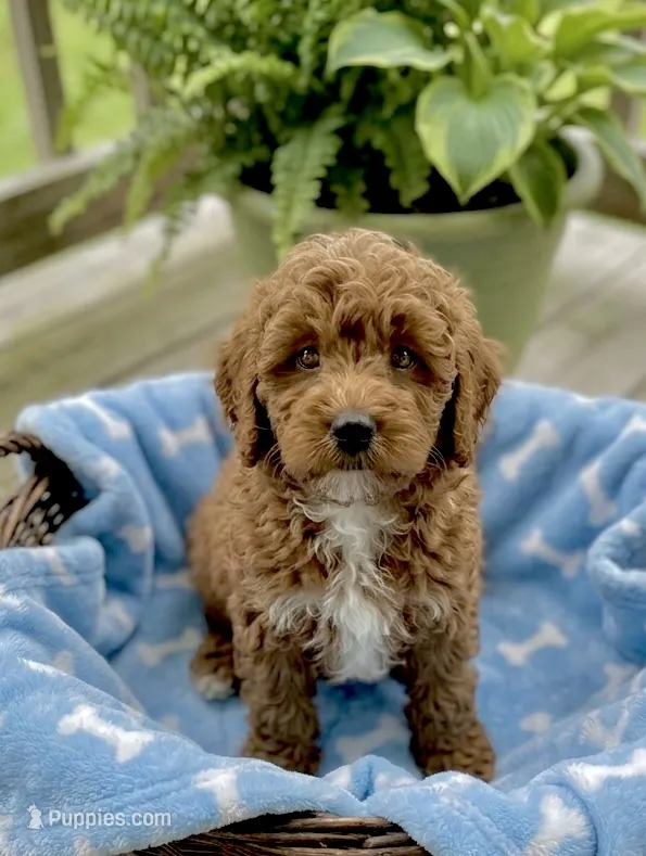 Sid – Poodle - Miniature  puppy for sale in Gurnee, IL