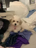 Pearl, a female Poodle - Toy  for sale in Gurnee, IL – 3 of 3