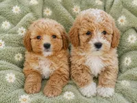 Maggie Toy size, a female Miniature Goldendoodle for sale in Gurnee, IL – 4 of 7