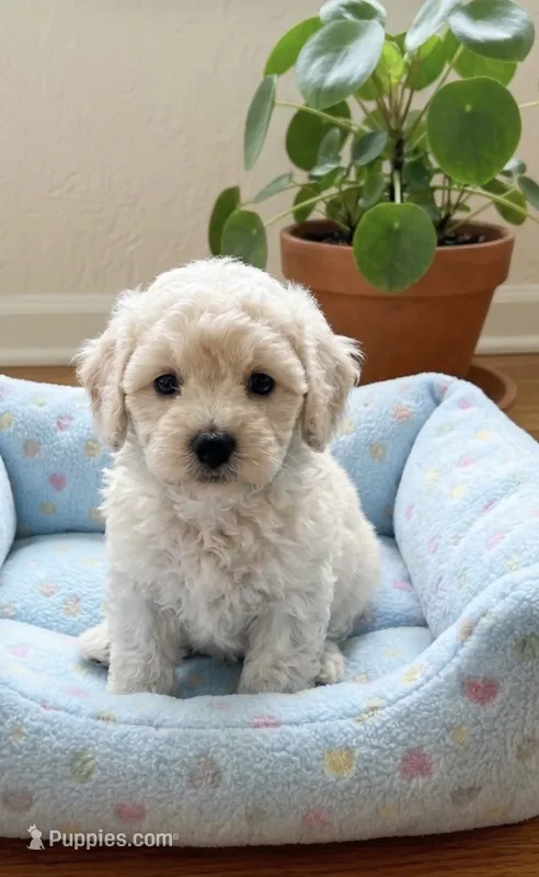 Boe – Bichpoo puppy for sale in Gurnee, IL