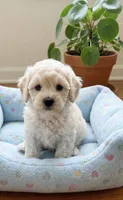 Boe, a male Bichpoo for sale in Gurnee, IL – 1 of 1