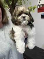 Eli, a male Shihpoo for sale in Gurnee, IL – Photo 4 of 5