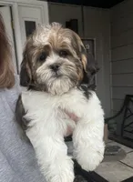 Eli, a male Shihpoo for sale in Gurnee, IL – Photo 3 of 5