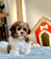 Eli, a male Shihpoo for sale in Gurnee, IL – Photo 2 of 5