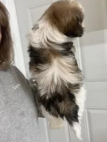 Eli, a male Shihpoo for sale in Gurnee, IL – Photo 5 of 5