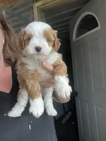 Nellie, a female Havapoo for sale in Gurnee, IL – 1 of 6