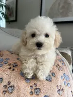 Mia, a female Maltipoo for sale in Gurnee, IL – 4 of 4