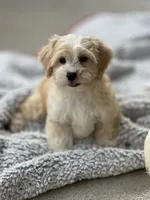 Chance, a male Havapoo for sale in Gurnee, IL – 4 of 5