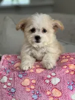 Leah, a female Maltipoo for sale in Gurnee, IL – 4 of 4