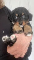Bear, a male Miniature Bernedoodle for sale in Gurnee, IL – 2 of 4