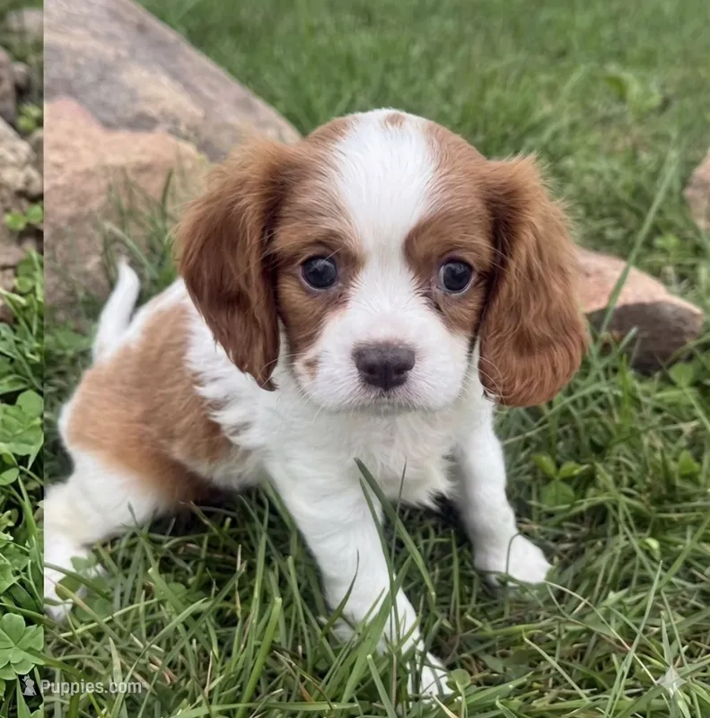 Charlie – Cavalier King Charles Spaniel puppy for sale in Gurnee, IL