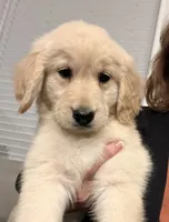 Mick, a male Golden Retriever for sale in Gurnee, IL – 4 of 5