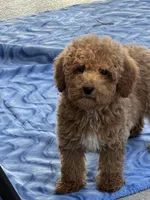 Rizzo, a male Miniature Goldendoodle for sale in Gurnee, IL – 5 of 5