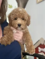 Gina, a female Miniature Goldendoodle for sale in Gurnee, IL – 2 of 3