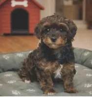 Landen, a male Havapoo for sale in Gurnee, IL – 1 of 1