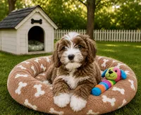 Eli, a male Cavapoo for sale in Gurnee, IL – 1 of 1