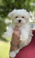 Jack, a male Maltese for sale in Gurnee, IL – 1 of 1