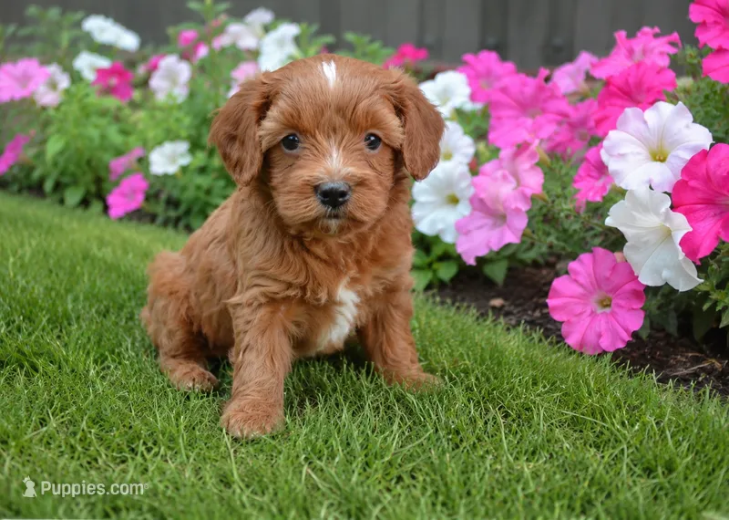 Jazzy – Cavapoo puppy for sale in Gurnee, IL