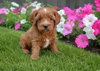 Jazzy, a female Cavapoo for sale in Gurnee, IL – 1 of 1